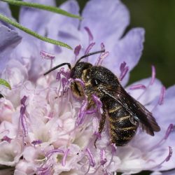 Düsterbiene Stelis punctulatissima, W Stelis punctulatissima, W