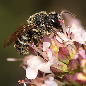 Stelis punctulatissima, M Stelis punctulatissima, M