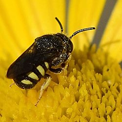 Düsterbiene Stelis signata Düsterbiene Stelis signata