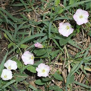Convolvulus arvensis