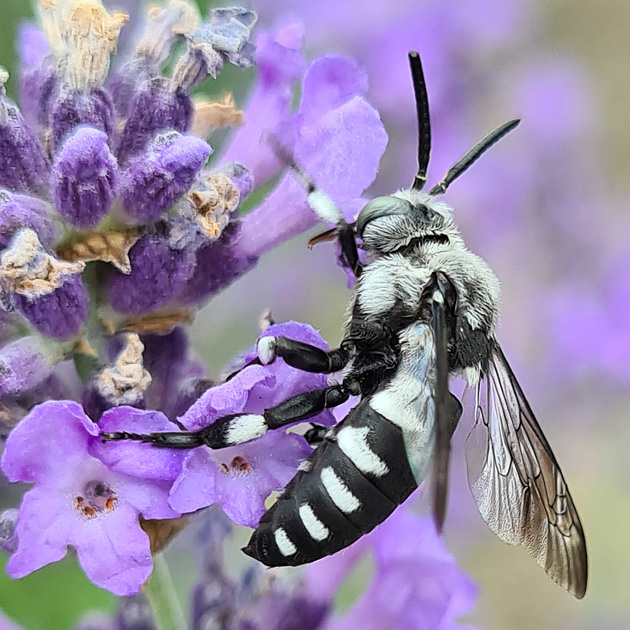 Fleckenbiene Thyreus histrionicus, M Thyreus histrionicus, M