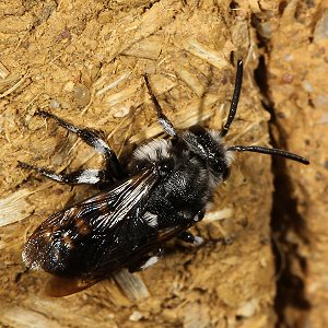 Thyreus orbatus an einer Nistwand