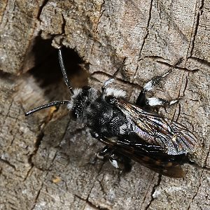 Thyreus orbatus: Weibchen auf Nistholz