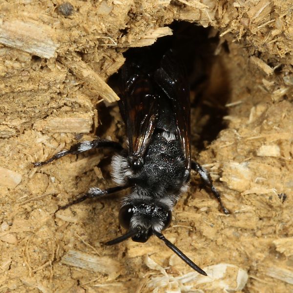 Thyreus orbatus, W, am Anthophora-quadrimaculata-Nest