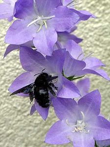 Xylocopa violacea