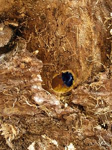 Xylocopa violacea, Nistgang