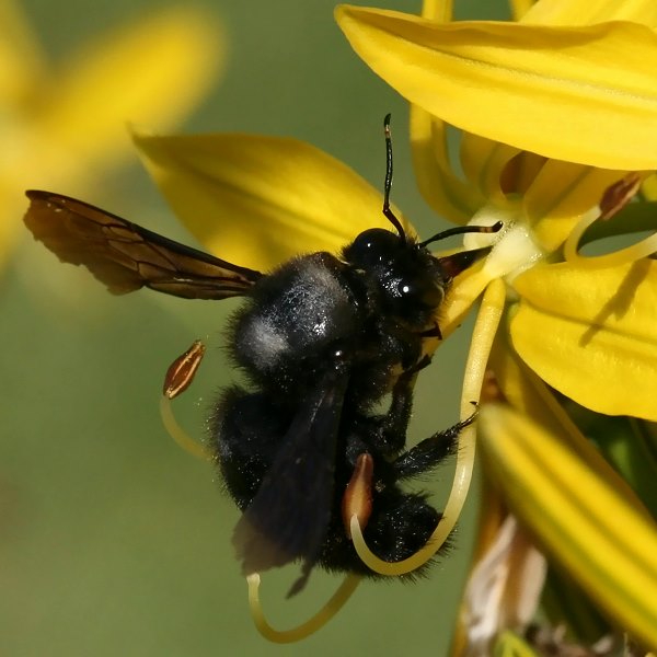 Xylocopa violacea, M