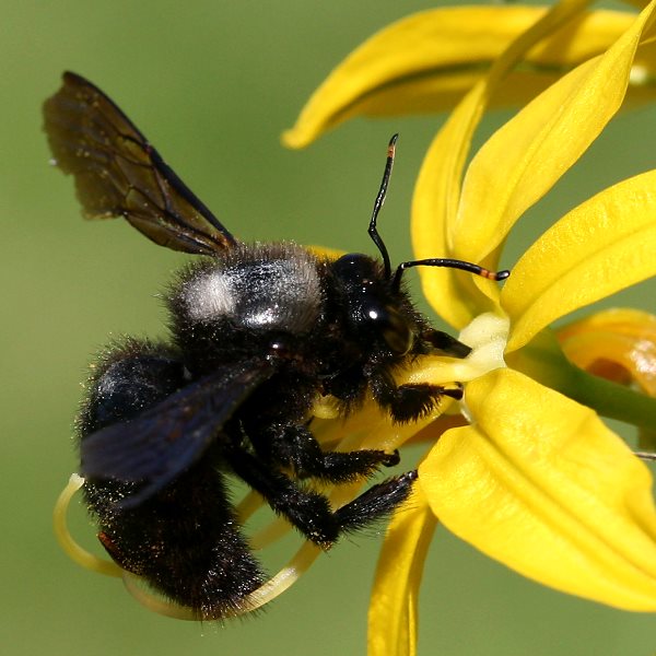 Xylocopa violacea, M