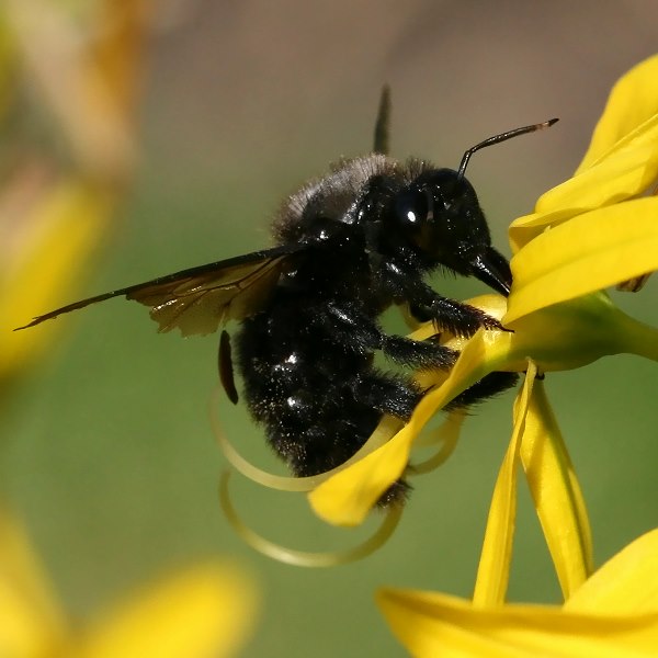 Xylocopa violacea, M