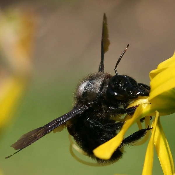 Xylocopa violacea, M