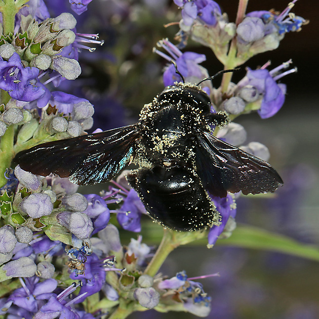 Xylocopa violacea, W