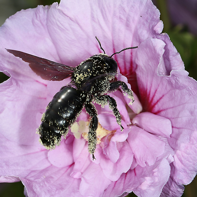 Xylocopa violacea, W