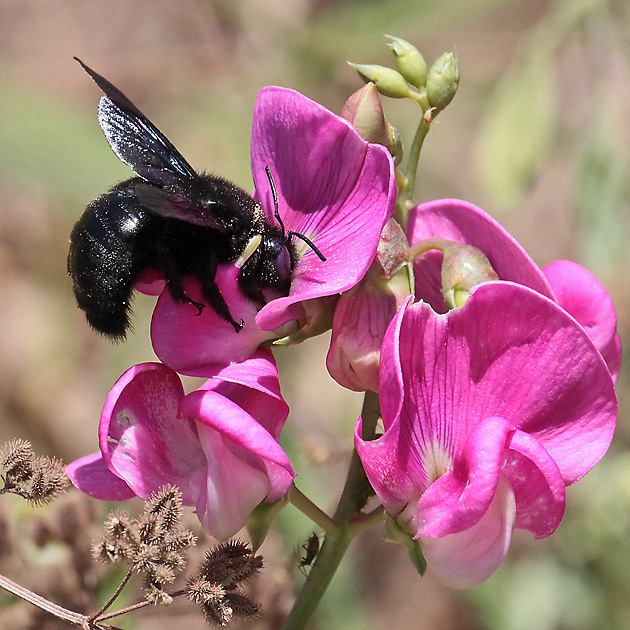 Xylocopa violacea, W