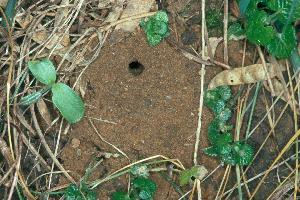 Nisteingang von Andrena fulva Nisteingang von Andrena fulva