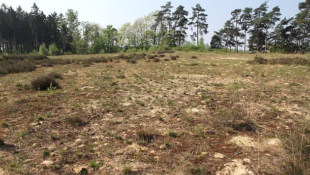 Nestaggregationen in einer Sandheide Nestaggregationen in einer Sandheide