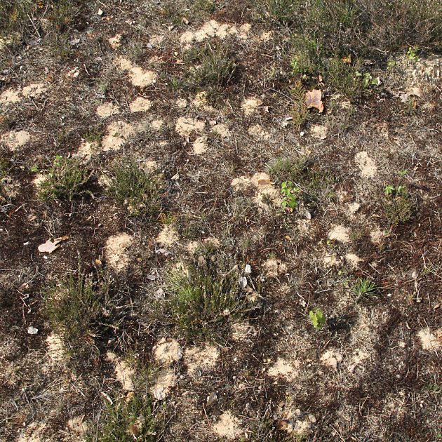 Nestaggregationen von Andrena vaga und Colletes cunicularius Nestaggregationen von Andrena vaga und Colletes cunicularius