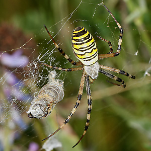 Argiope bruennichi