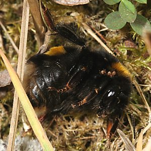 Acari auf Erdhummel Acari auf Erdhummel