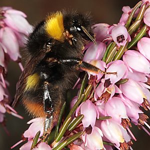 Acari auf Wiesenhummel Acari auf Wiesenhummel