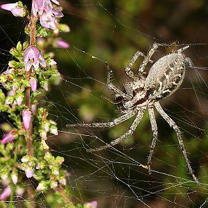 Agelena labyrintha