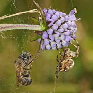 Araneus quadratus