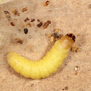 Wachsmotten-Raupe (Aphomia sociella) Wachsmotten-Raupe (Aphomia sociella)