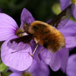 Wollschweber Bombylius major Wollschweber Bombylius major
