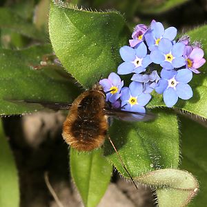 Bombylius major, W
