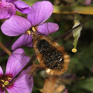 Bombylius major, W