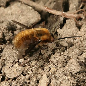 Bombylius major, W