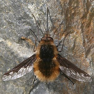 Bombylius major, W