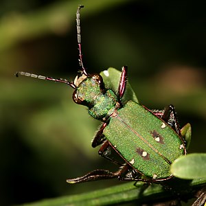 Cicindela campestris