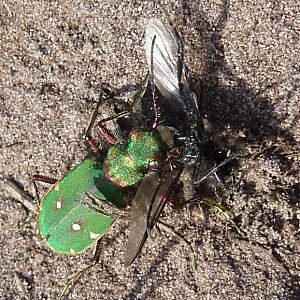 Cicindela campestris mit Beute,1 Cicindela campestris mit Beute, 1