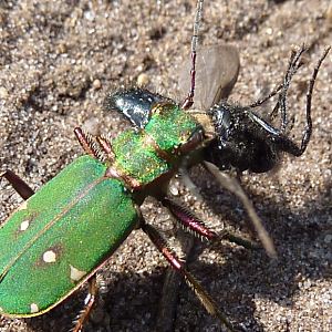 Cicindela campestris mit Beute, 2 Cicindela campestris mit Beute, 2