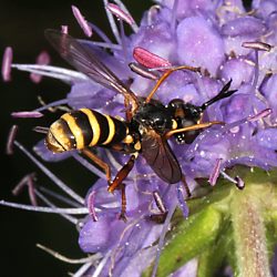 Dickkopfliege Conops flavipes