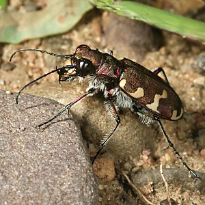 Cicindela hybrida