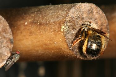 WildbienenParasiten Taufliegen (Drosophilidae) Cacoxenus indagator