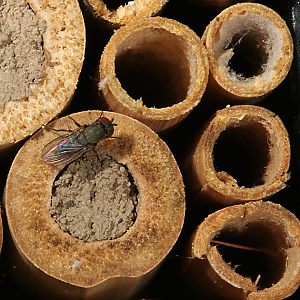 Cacoxenus indagator, W (3)