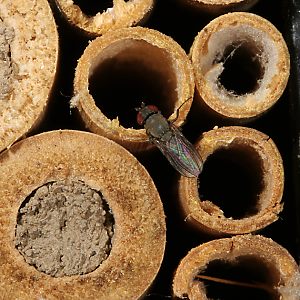 WildbienenParasiten Taufliegen (Drosophilidae) Cacoxenus indagator