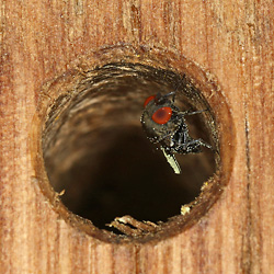 Cacoxenus indagator, W (1)