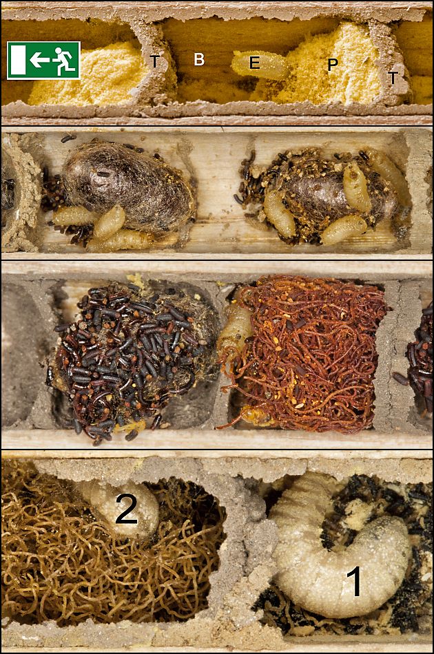 Wildbienen-Parasiten: Taufliegen (Drosophilidae): Cacoxenus indagator