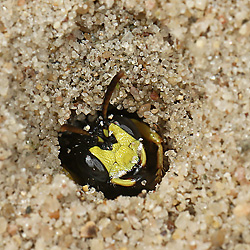 Cerceris rybyensis, W