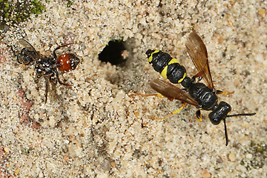 Cerceris rybyensis, W mit Beute