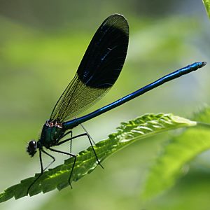 Calopteryx splendens, M