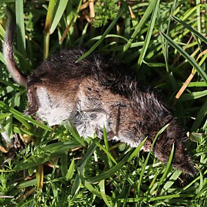 Spitzmaus (Crocidura suaveolens) Spitzmaus (Crocidura suaveolens)