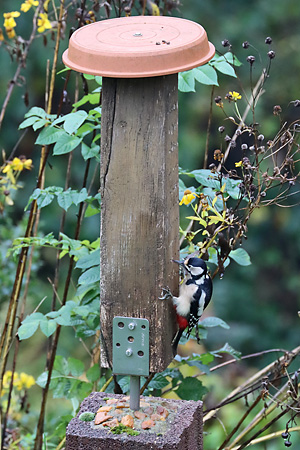 Dendrocopos major, W