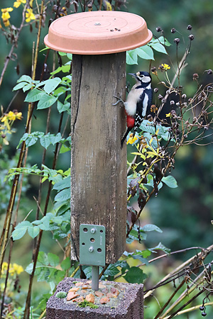 Dendrocopos major, W