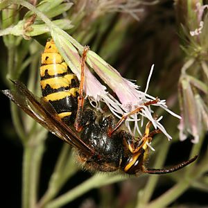 Dolichovespula media