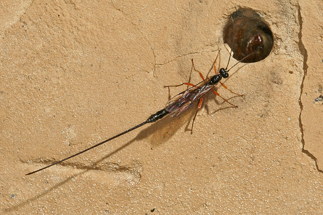Ichneumonidae > Ephialtes manifestator Ephialtes manifestator