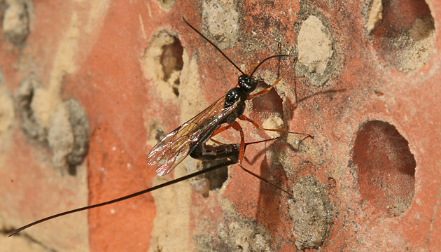 Ichneumonidae > Ephialtes manifestator Ephialtes manifestator